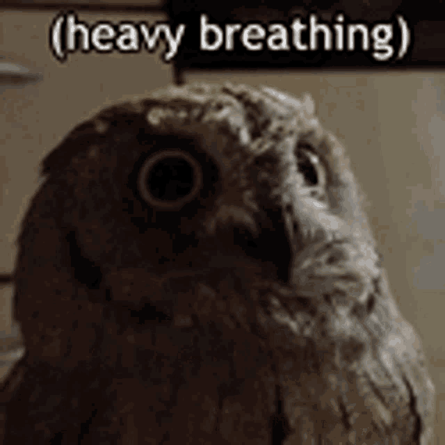 Owl Heavy GIF