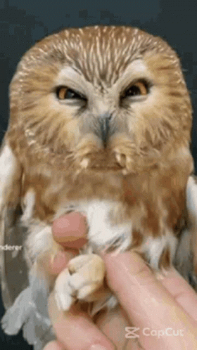 Owl Hoot GIF