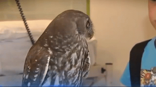 Owl GIF