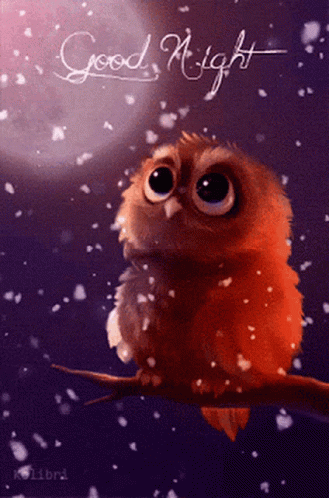 Owl Night GIF