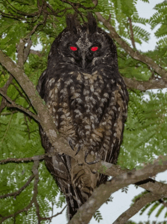 Owl Red Eyes Meme