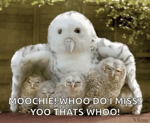 Owls Looking GIF