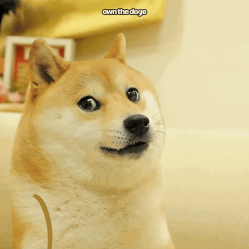 Ownthedoge Own The Doge GIF