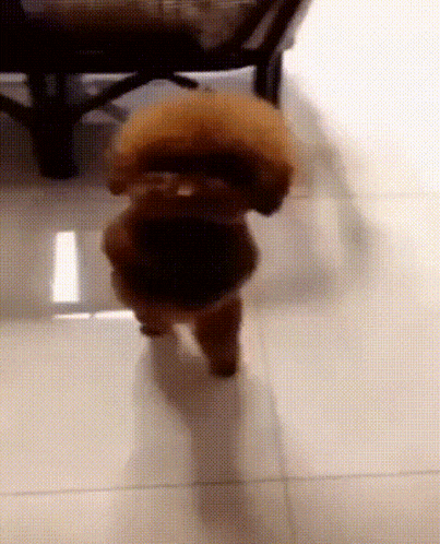 Oznaexe GIF