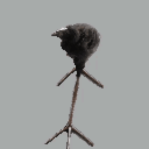 Pūkeko Damn GIF. This 498 x 498 animated GIF is part of our goofy walk collection. Related themes include animal, baby, bird. Created by Kissekatten. View…