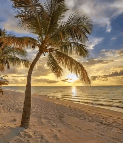 Palm Tree пальма GIF