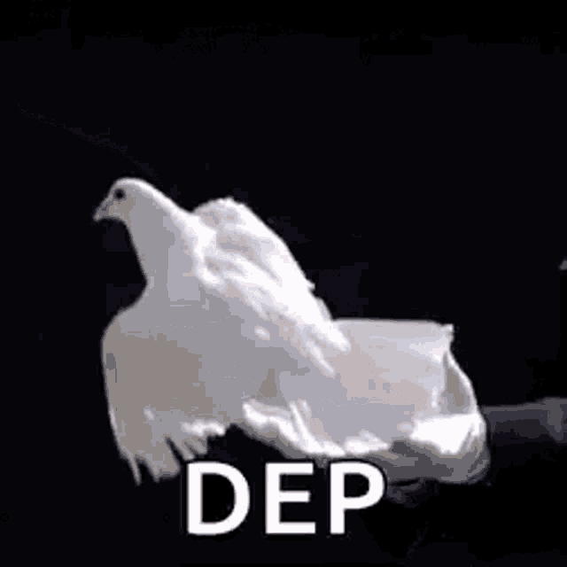 Paloma De GIF