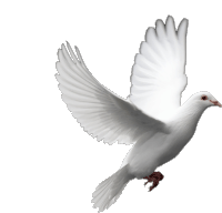 Paloma Dove Sticker