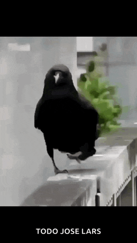 Paloma Flow GIF
