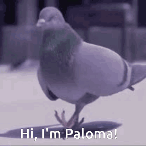 Paloma Paloma Hi GIF. This 498 x 498 animated GIF is part of our funny pigeon collection. Created by soph_ger. View the original animation, share it, or…