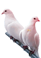Palomitas Sticker