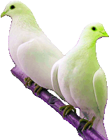 Palomitas Sticker