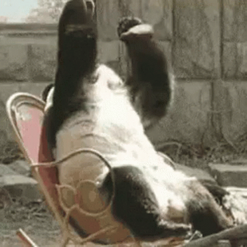 Panda Animal GIF