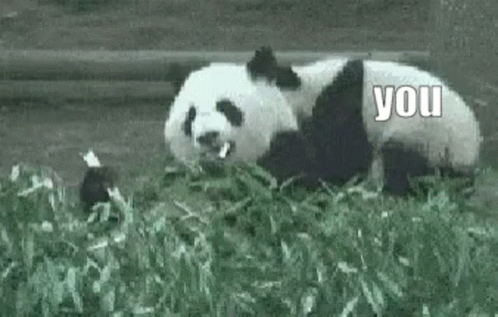 Panda Body Slam GIF