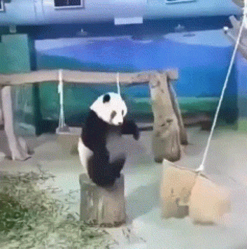 Panda Fail GIF