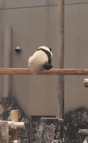 Panda Give Break GIF