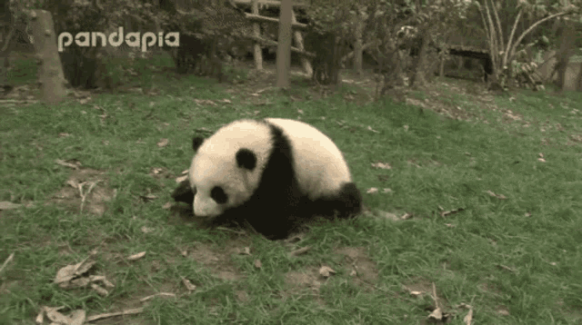 Panda GIF