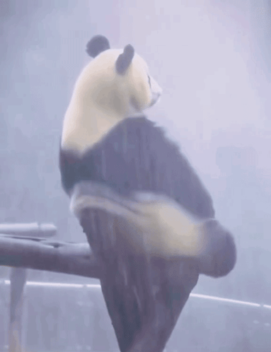 Panda Lonely GIF