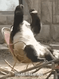 Panda Ohgod GIF