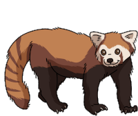 Panda Red Panda Sticker