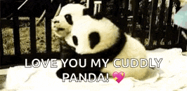 Pandas Hugs GIF
