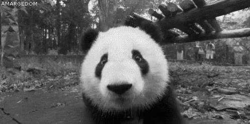 Pandita GIF