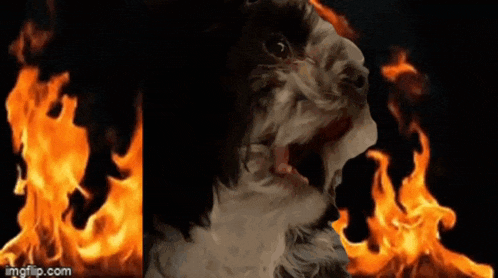 Pandy Burning Burning Dog GIF