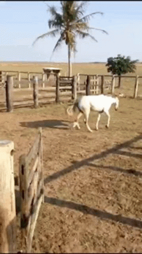 Paraguay Lol Lolazio GIF. This 278 x 498 animated GIF is part of our horse kick collection. Related themes include horse, kick. Created by omelepy. View the…