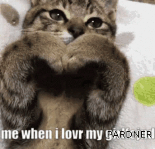 Pardern Cat GIF