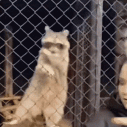 Passion Raccoon GIF