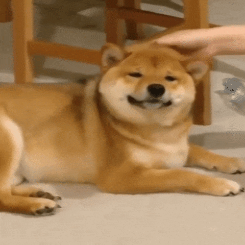 Pat Patting GIF. This 480 x 480 animated GIF is part of our shiba inu smile collection. Related themes include happy, smile. Created by RizzMizz. View the…