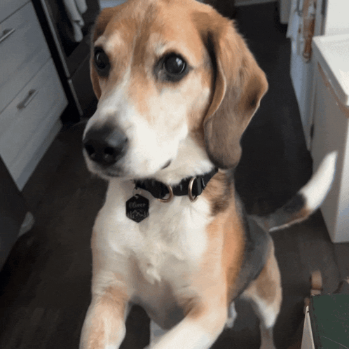 Patmakesthings Oliver The Beagle GIF