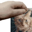 Pats Head Pat Sticker