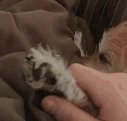 Paw Massage GIF