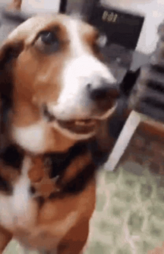 Paws Up GIF