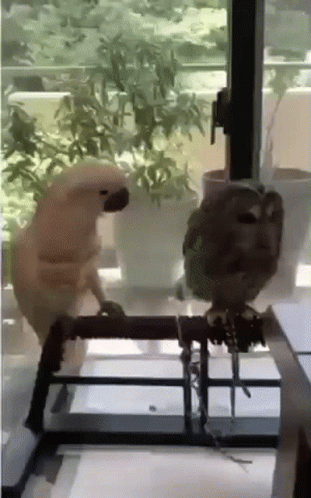 Pay Attention To Me Hey You GIF. This 311 x 498 animated GIF is part of our thanks for your attention collection. Created by ycmamacita. View the original…