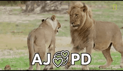 Pdaj GIF