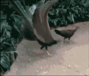 Peacock GIF