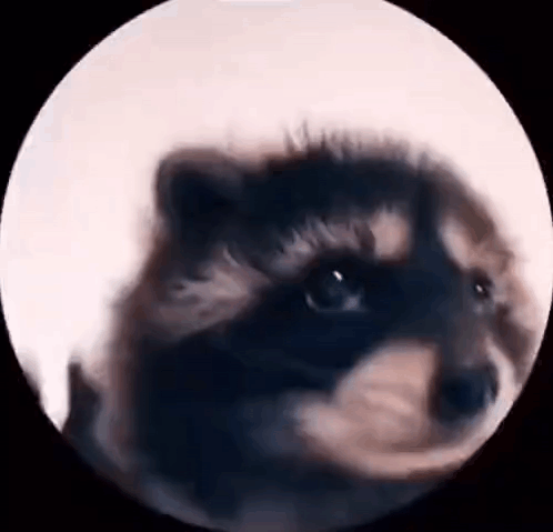 Pedro GIF