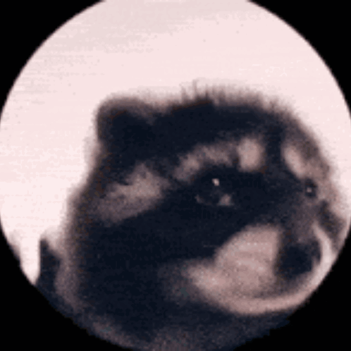 Pedro GIF