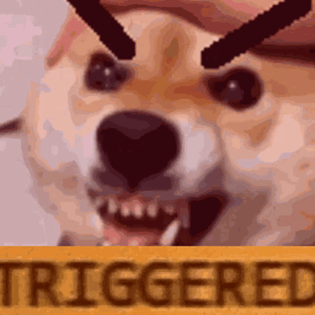 Pee Gee Pee Dog GIF