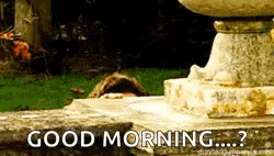 Peek A Boo Hide GIF