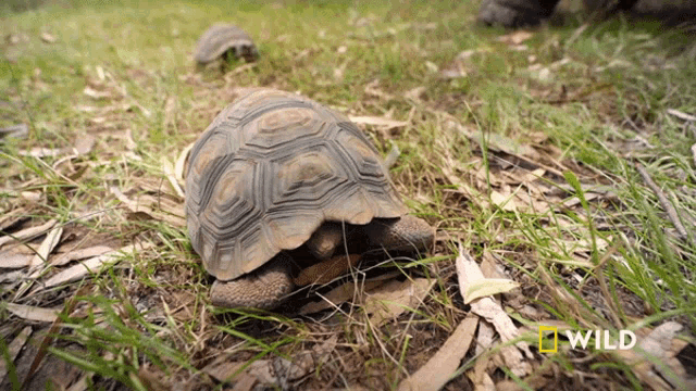 Peeping National Geographic GIF