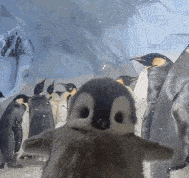 Penguin Cute Penguin GIF