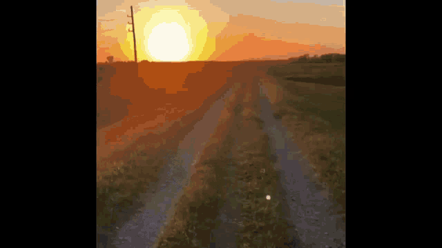 Penguin Sun GIF