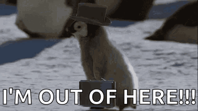 Penguin Working GIF