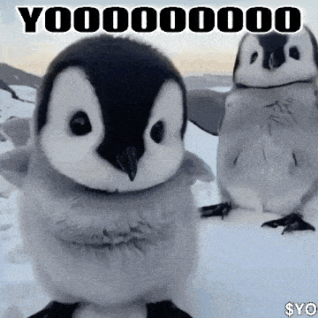 Penguin Yo GIF