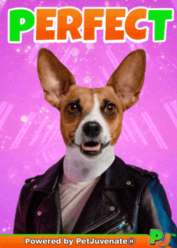 Perfect Perfection Dude Awesome Lit Rad Petjuvenat Stoked Lit Slayed Petjuvenate Funny Cute Dog Mom Dad Gif Perfecto Bueno GIF