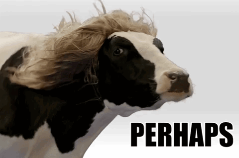 Perhaps Cow GIF