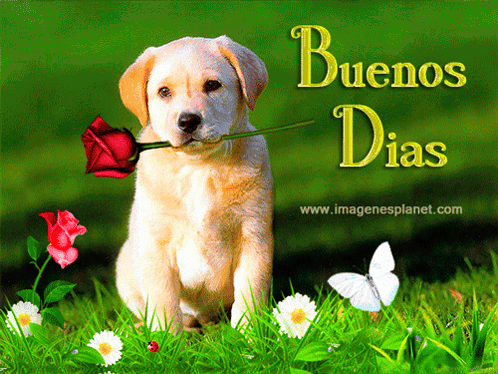 Perrito Buenos Días GIF